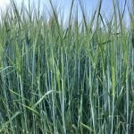 A demo plot of forage barley at Ag in Motion in 2024. The 2024-25 barley carryout is projected to drop to 500,000 tonnes, down markedly from the 10-year average.