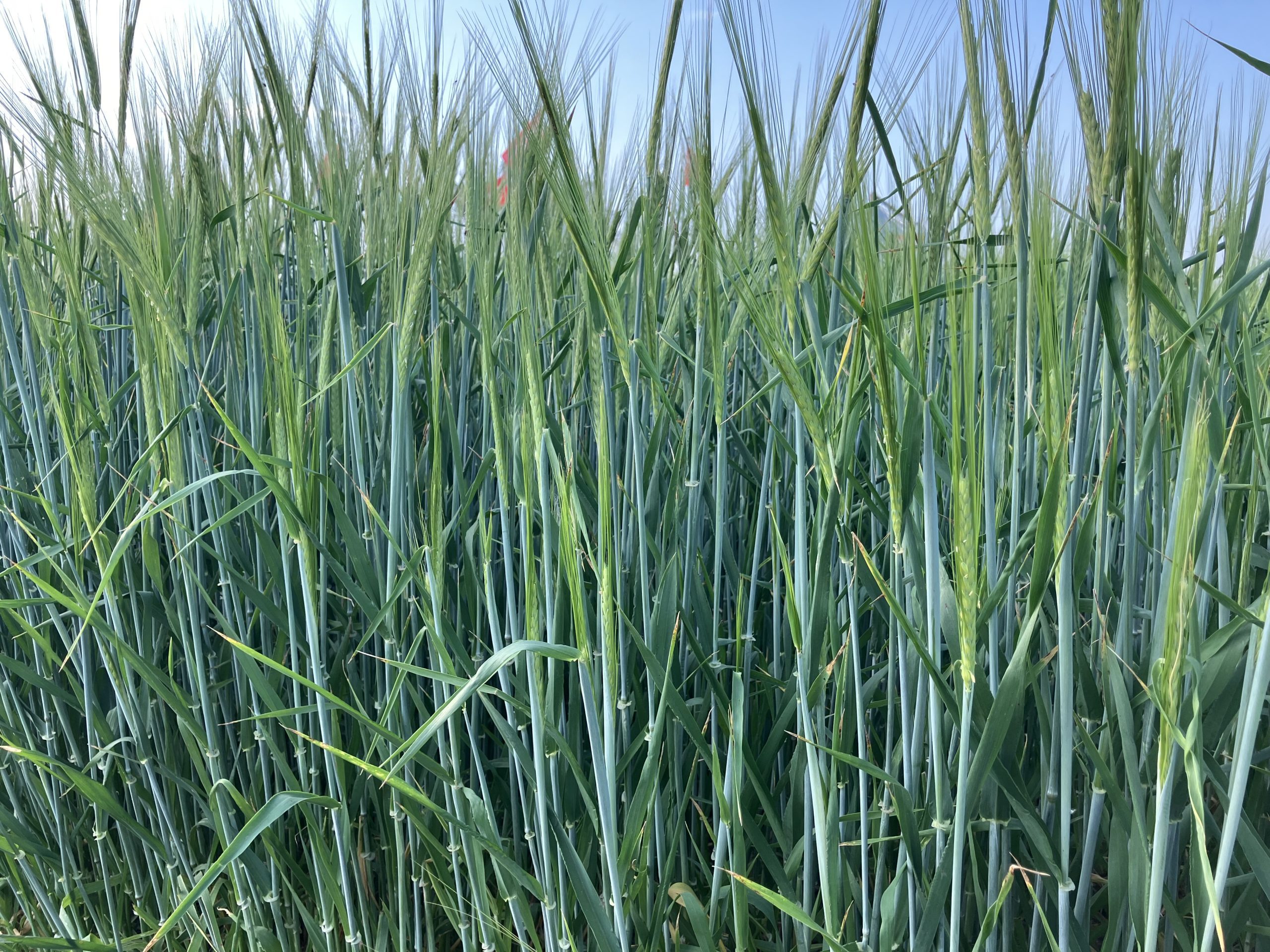 A demo plot of forage barley at Ag in Motion in 2024. The 2024-25 barley carryout is projected to drop to 500,000 tonnes, down markedly from the 10-year average.