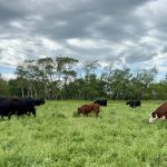 A cow herd on pasture. Copper, selenium and zinc are frequently deficient in Canadian cow herds.