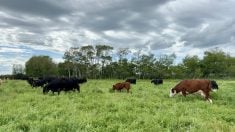 A cow herd on pasture. Copper, selenium and zinc are frequently deficient in Canadian cow herds.