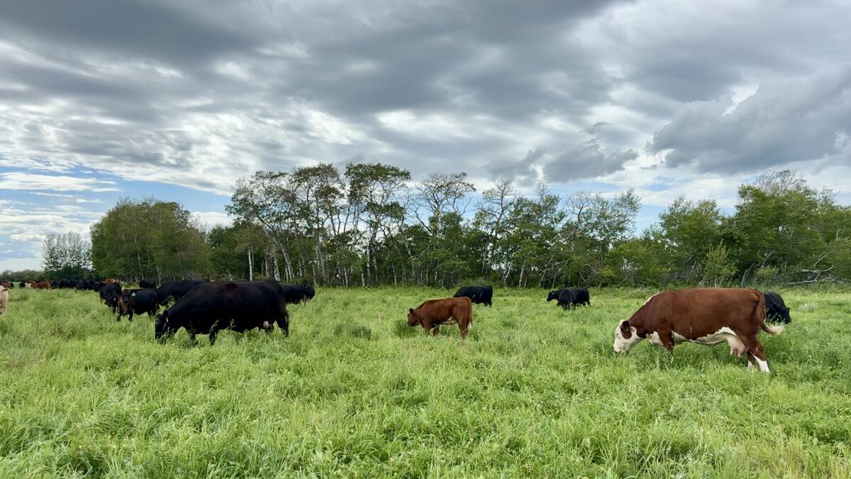 A cow herd on pasture. Copper, selenium and zinc are frequently deficient in Canadian cow herds.