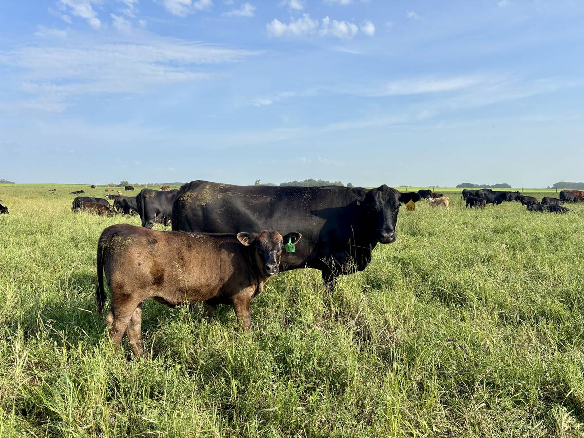 A cow-calf pair on pasture. Preg-checking season is a good time to reassess the cow herd’s nutrition. Photo: Supplied Photo: Supplied
