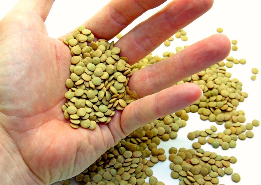 Saskatchewan Agriculture’s special crops specialist says that lentils are in good condition in that province. Photo: Thinkstock