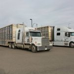 Cattle liners in a parking lot in Alberta.