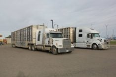 Cattle liners in a parking lot in Alberta.