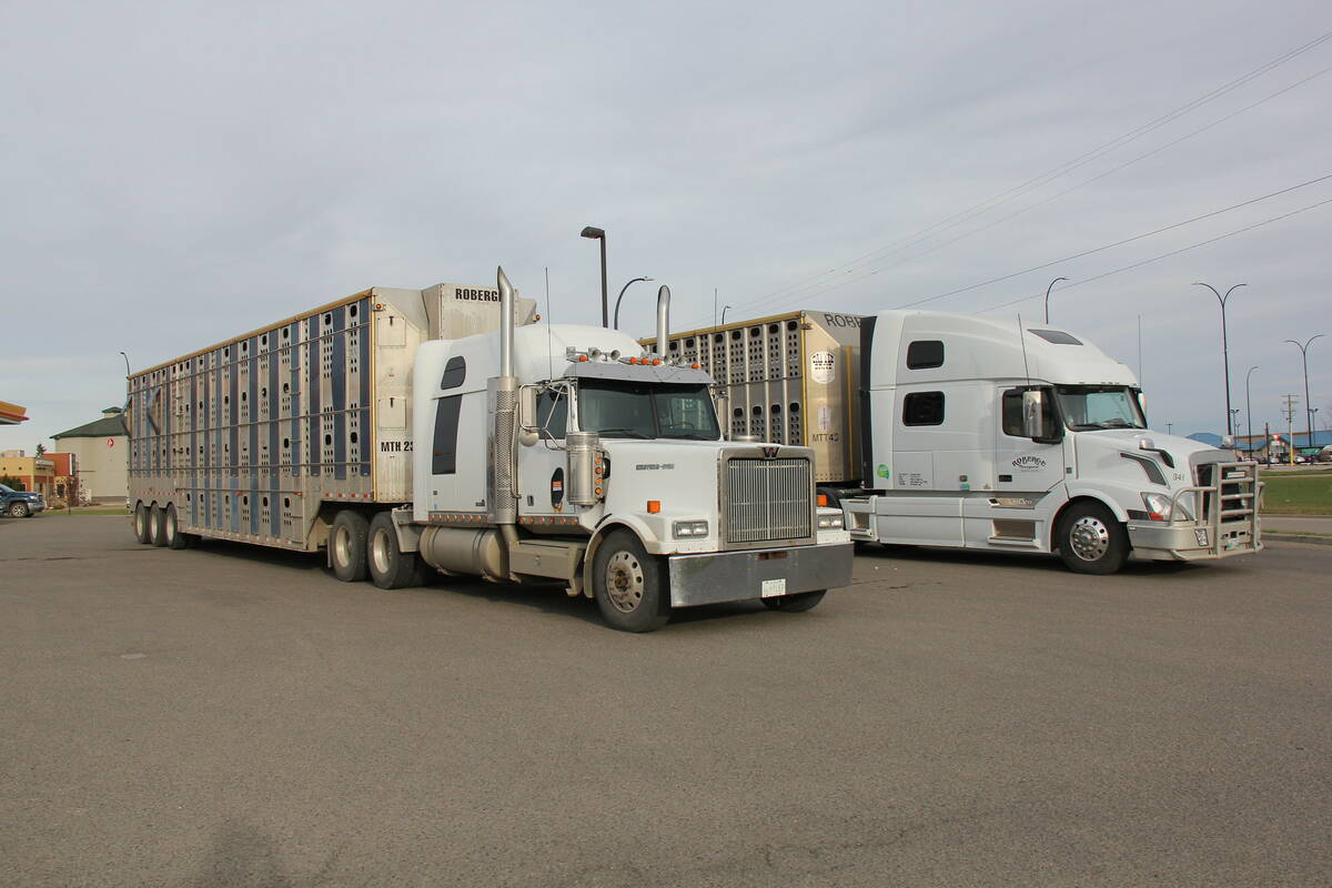 Cattle liners in a parking lot in Alberta.