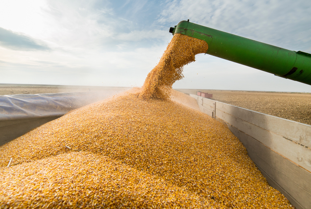 According to one grain trader, Ontario organic grain prices have been mostly steady but with some harvest pressure on corn and soybeans. Photo: iStock/Getty Images