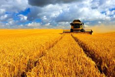 combining wheat