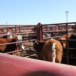 Beef cattle to be sold at an Alberta auction mart in 2019.