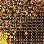 Deadlier than varroa, a new honey-bee parasite is spreading around the world
