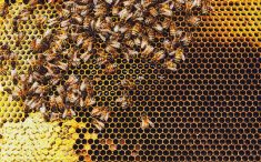 Deadlier than varroa, a new honey-bee parasite is spreading around the world