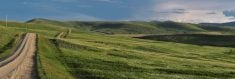 Green pastures in Alberta. Fog fever, or "the grunts," is generally triggered when cattle are moved from dry to lush pasture.