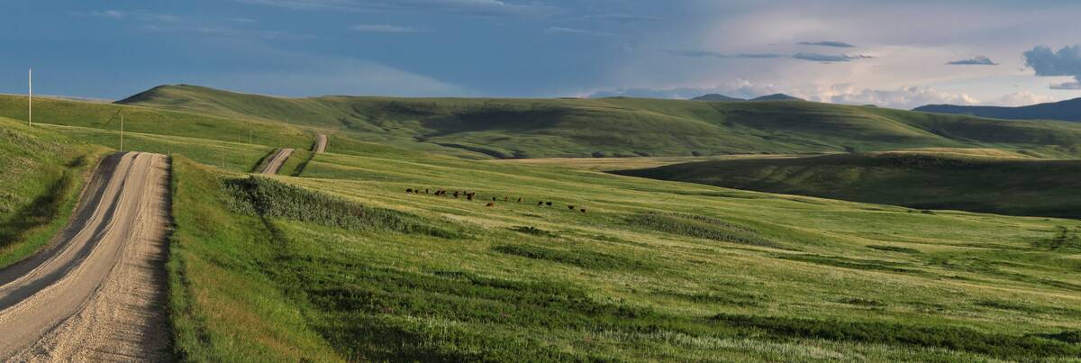 Green pastures in Alberta. Fog fever, or "the grunts," is generally triggered when cattle are moved from dry to lush pasture.