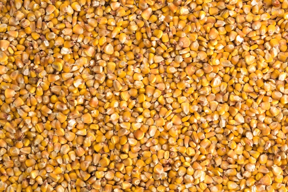 Corn bids and offers have lately been far apart, with bids generally a dollar or more below the C$12 per bushel Ontario farmers would like to see. Photo: iStock/Getty Images