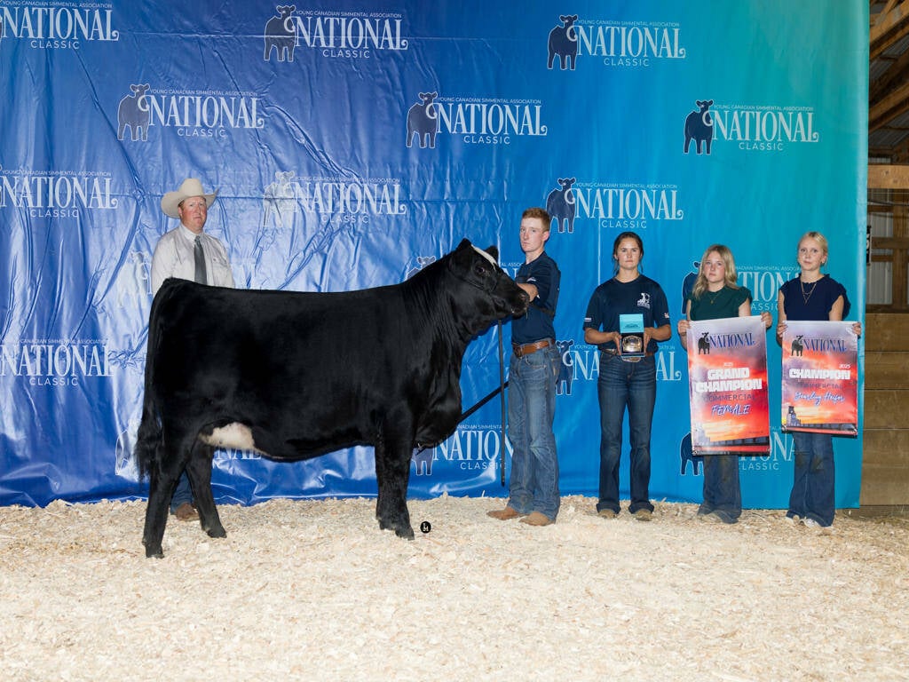 Champion Commercial Female: RF Scream 4126, exhibited by Kade Rancier. Photo: Supplied