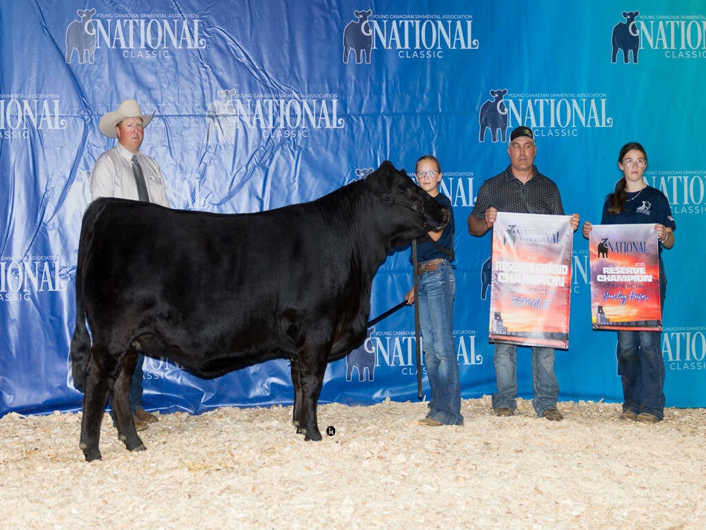Reserve Commercial Female: Perrot Merlot 33M, exhibited by Cozi Perrot. Photo: Supplied