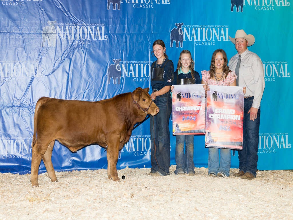 Grand Champion Commercial Bull: McLovin’, exhibited by Alexia Brehaut. Photo: Supplied