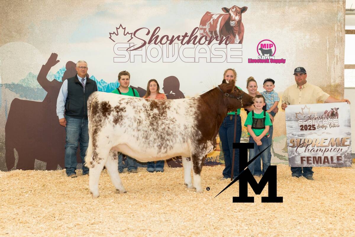 2025 Shorthorn Showcase Grand Champion Female, Hill Haven Breathtaker Ally 4M, exhibited by Logan Hargrave of Dundalk, Ont. Photo: Supplied