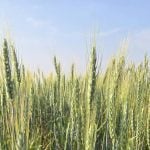 Wheat varieties on display at Agriculture and Agri-Food Canada research plots outside Brandon on Aug. 7, 2025. Photo: Miranda Leybourne
