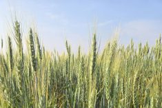 Wheat varieties on display at Agriculture and Agri-Food Canada research plots outside Brandon on Aug. 7, 2025. Photo: Miranda Leybourne