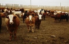 Cattle in a feedlot.