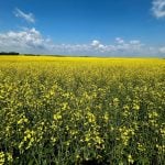 China snaps up Australian canola after trade spat with Canada, sources say
