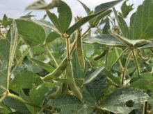 Health Canada has also proposed cancelling the use of dicamba in dicamba tolerant soybean seed production. Photo: File