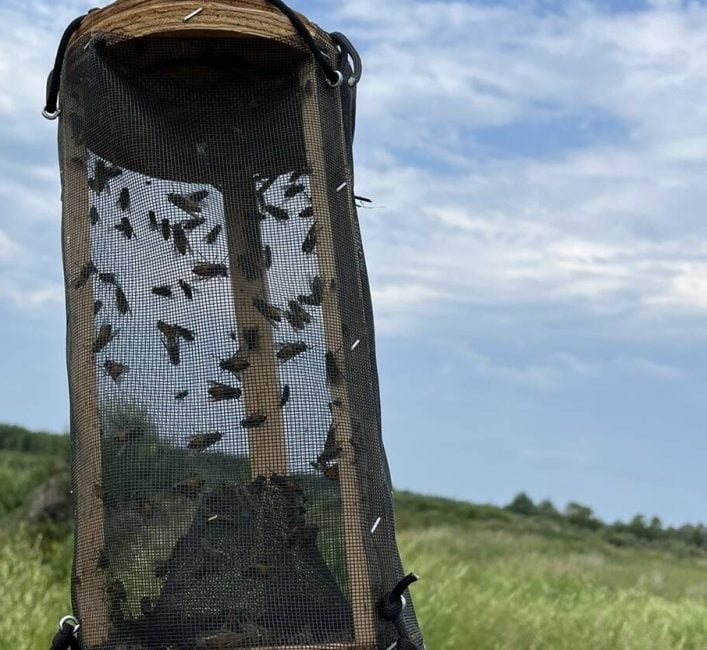 Flies in a trap in the field.