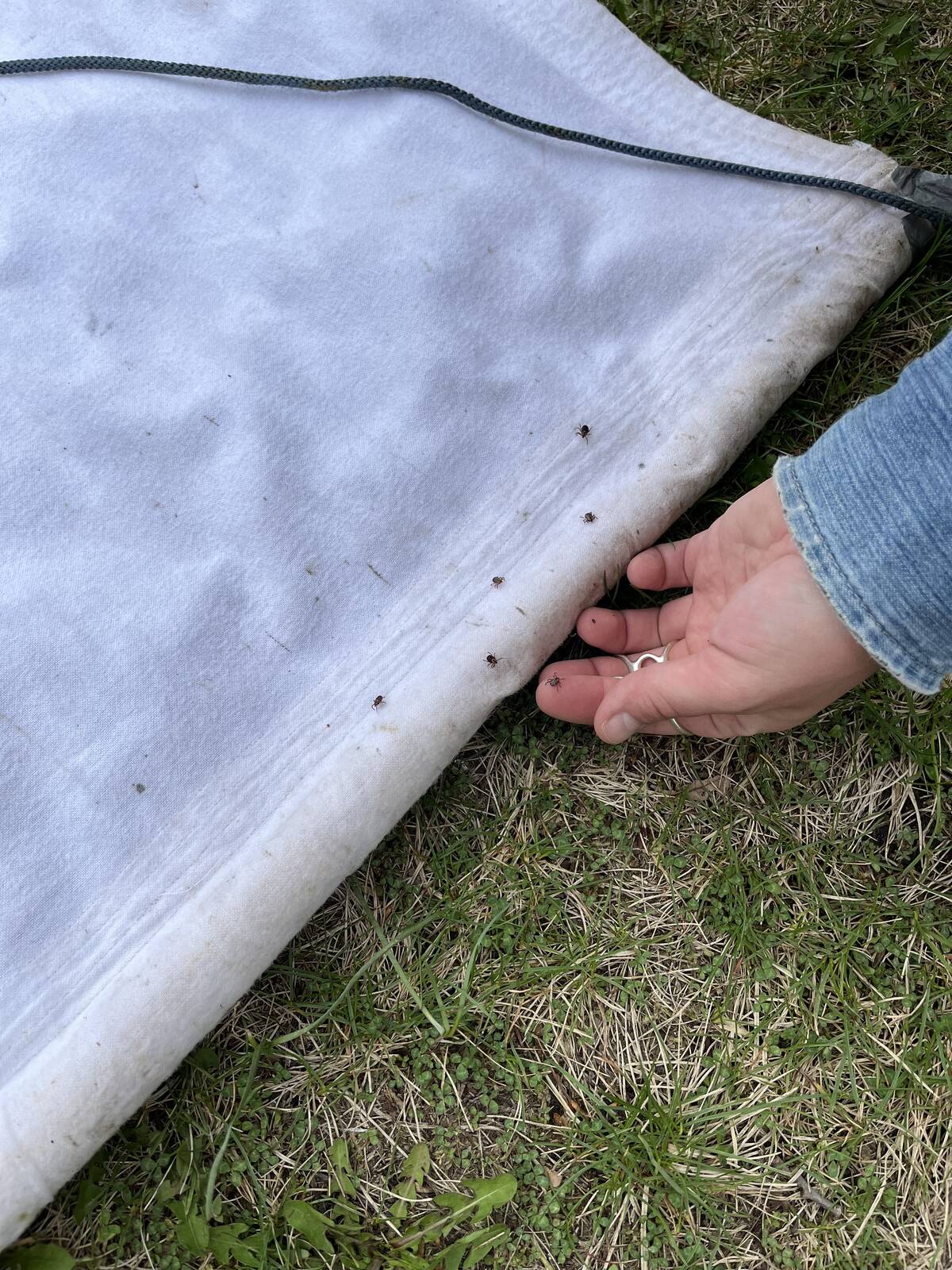 Ticks are collected in a pasture. Ticks are known to be biological vectors for Anaplasma marginale, the bacteria that causes anaplasmosis. Photo: Kateryn Rochon