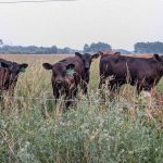 Researchers and agri-science companies are having challenges creating methane inhibition solutions suitable for cattle on pasture. Photo: Geralyn Wichers