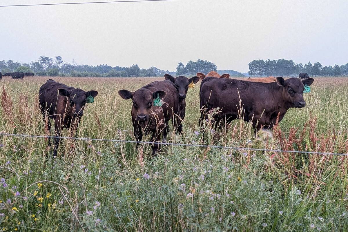 Researchers and agri-science companies are having challenges creating methane inhibition solutions suitable for cattle on pasture. Photo: Geralyn Wichers