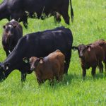 Cows, accompanied by their calves, graze pasture in a rotational grazing system, summer 2018.