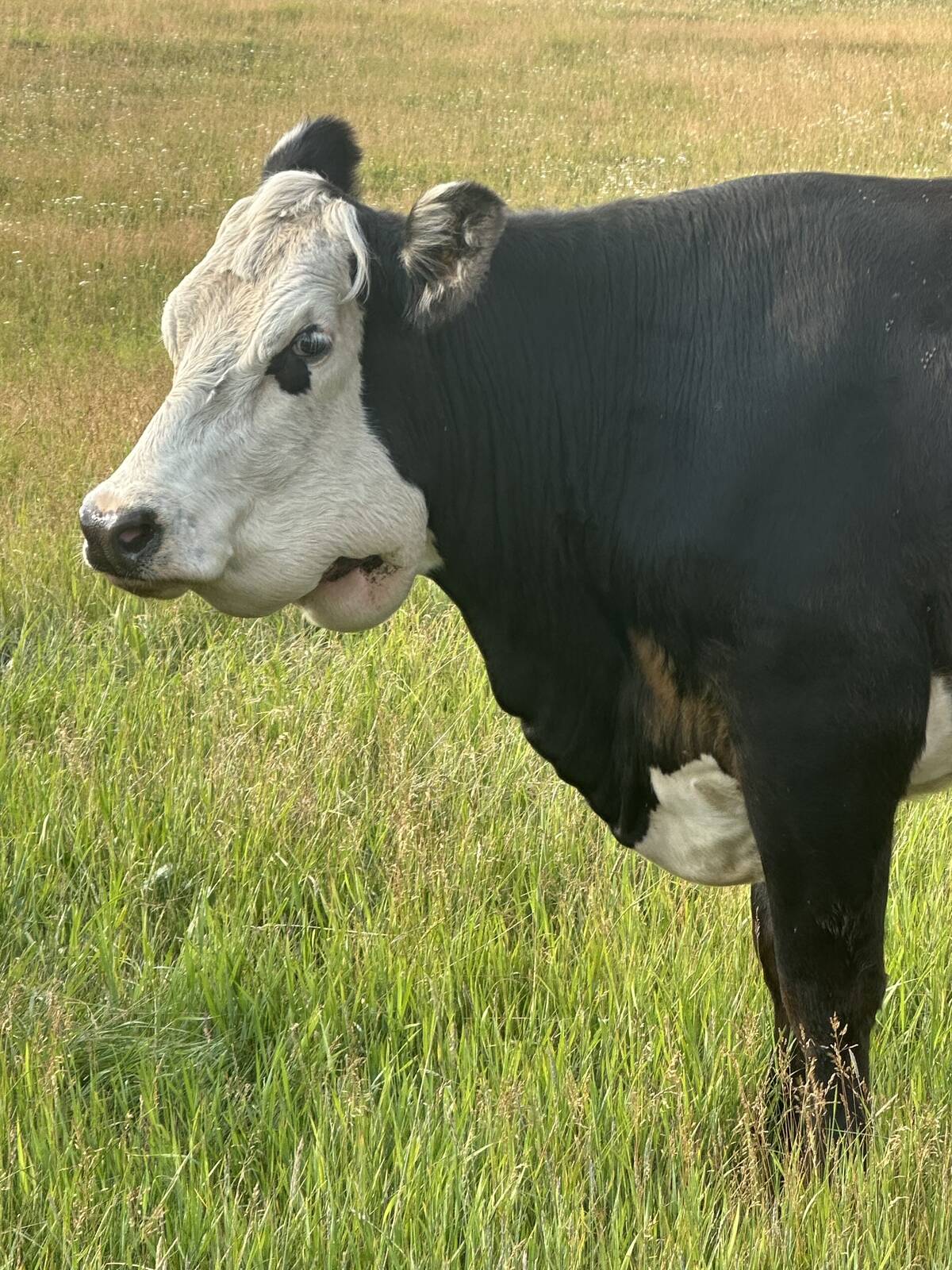 If a cow has lump jaw, the lump will be hard, and solidly attached to the bone, or feel like the bone is thick and swollen. Photo: Dana and Mark Bergen