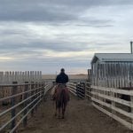 A pen rider in a Western Canadian feedlot. Recent research following a small group of pen riders found that those who monitored body posture and head carriage were best at detecting cattle with BRD.
