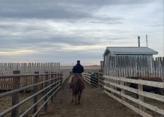 A pen rider in a Western Canadian feedlot. Recent research following a small group of pen riders found that those who monitored body posture and head carriage were best at detecting cattle with BRD.
