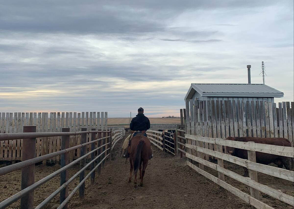 A pen rider in a Western Canadian feedlot. Recent research following a small group of pen riders found that those who monitored body posture and head carriage were best at detecting cattle with BRD.