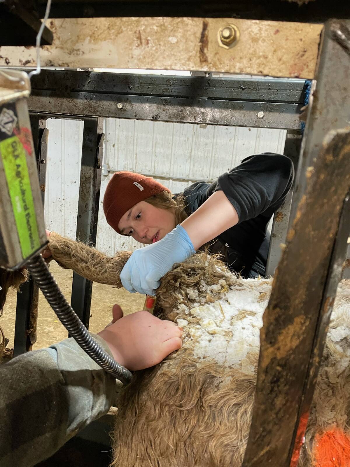 Katrina Garneau collected blood samples and body temperatures for her research into BRD diagnosis. Photo: Supplied by Katrina Garneau