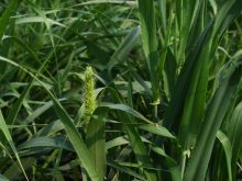 barley plant close up. taken at AAFC plots at AIM on July 15, 2025. Photo: Janelle Rudolph
