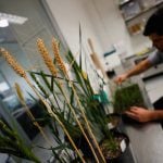GM wheat gets closer to reality in U.S.