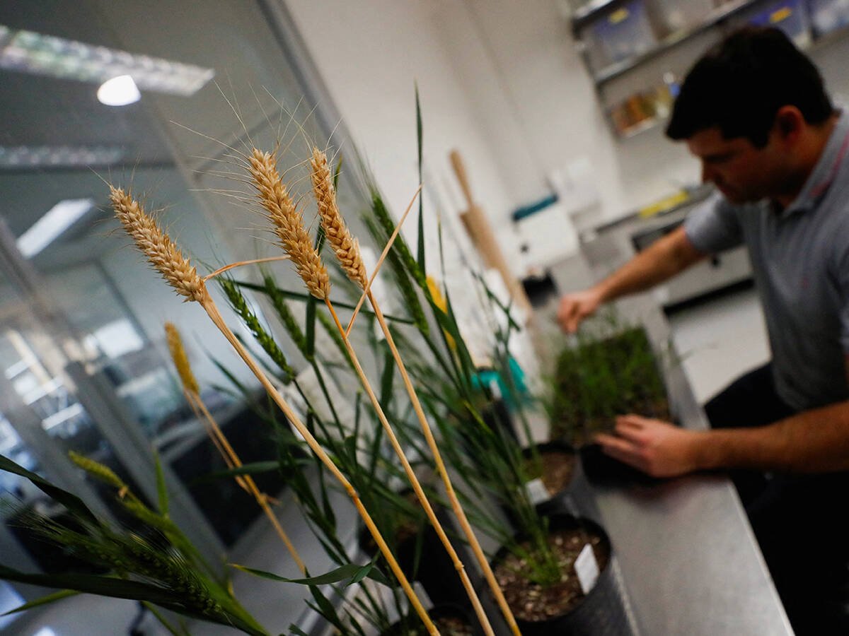 USDA cuts Russian wheat crop estimate after damaging frosts