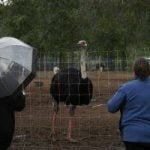 B.C. ostrich flock cull paused amid U.S. push to save them