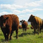 Cattle on pasture. PHOTO: FILE
