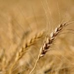 Eastern wheat to be included in Cereals Canada&#8217;s harvest assessment