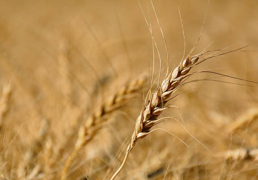 Feed Grain Weekly: Buyers holding out for cheaper barley