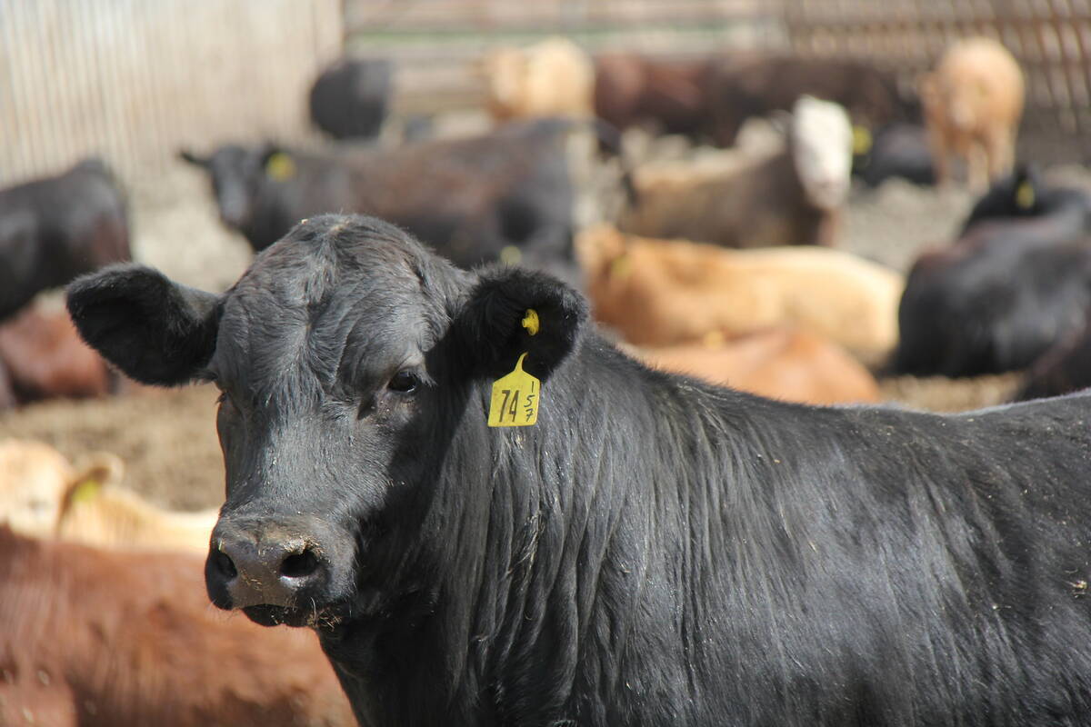 A steer in a Saskatchewan feedlot. Photo: Lisa Guenther
