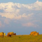 Beef cattle graze south of Brandon in late summer as a thunderstorm looms in the background.