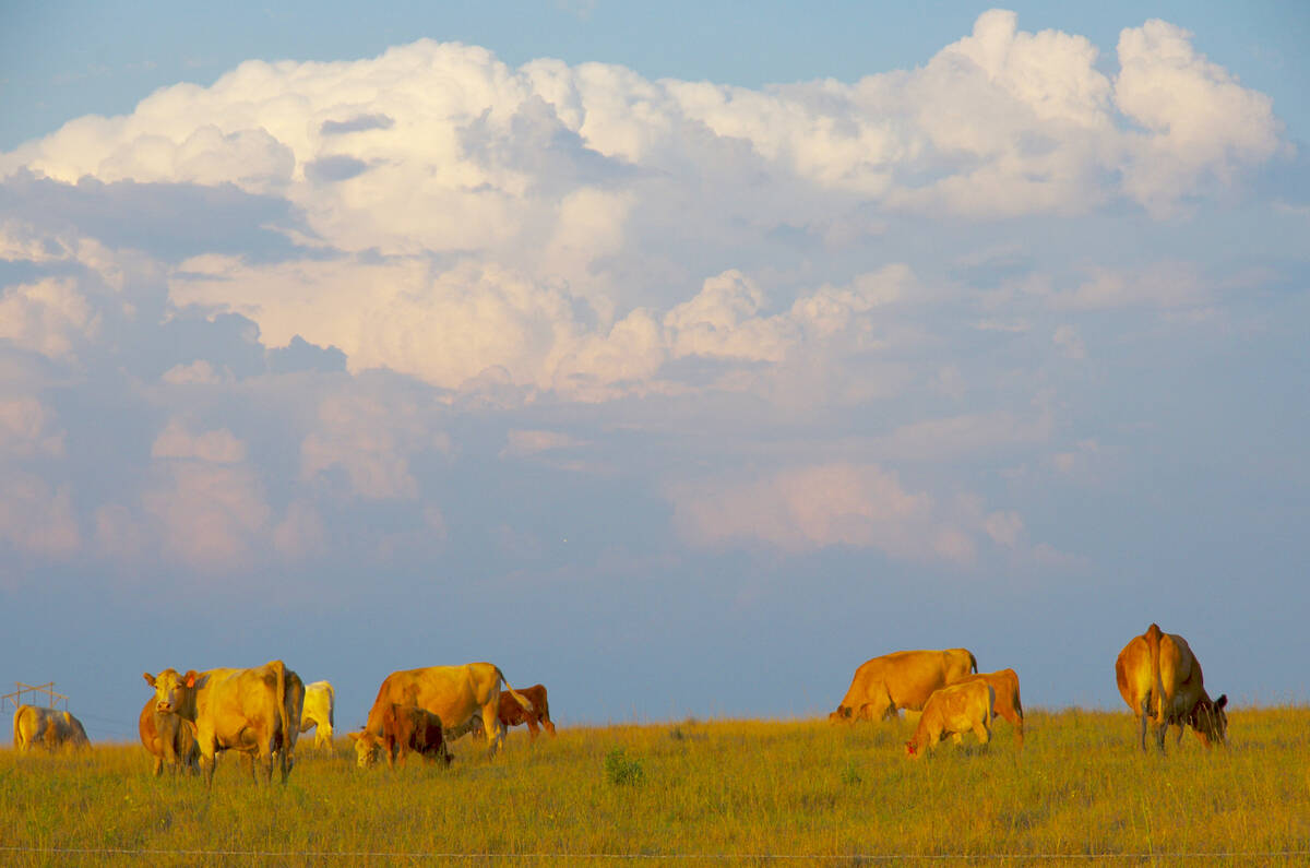 Beef cattle graze south of Brandon in late summer as a thunderstorm looms in the background.
