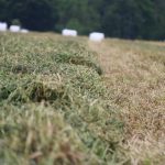 Hay ready to bale is in a field with white wrapped hay bales in the background.