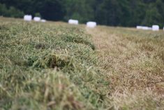 Hay ready to bale is in a field with white wrapped hay bales in the background.