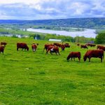 Cows in a farmer's field with a view of the Saint John River in the background in Silverwood, N.B. The Canadian Forage and Grassland Association's annual conference will be held in Fredericton, N.B., this November.